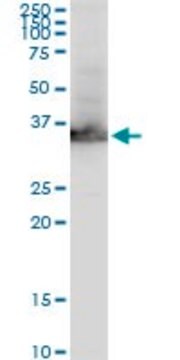 モノクロナール抗GAPDH マウス宿主抗体 clone 3C2, purified immunoglobulin, buffered aqueous solution