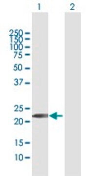 Anti-GINS1 antibody produced in rabbit purified immunoglobulin, buffered aqueous solution