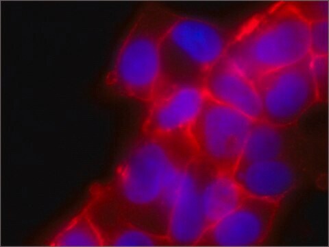 Anti-JAM-A antibody, Mouse monoclonal clone J10.4, purified from hybridoma cell culture