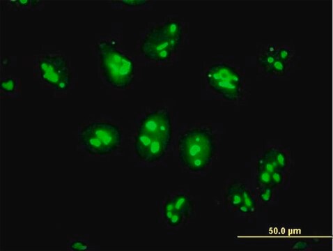 Anti-PES1 antibody produced in mouse IgG fraction of antiserum, buffered aqueous solution