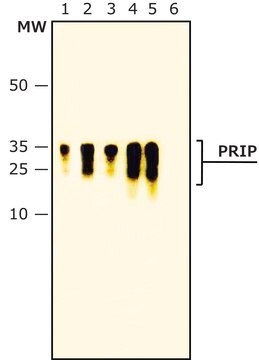 Monoclonal Anti-Prion Protein antibody produced in mouse 1&#160;mg/mL, clone IPC1, purified immunoglobulin, buffered aqueous solution