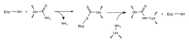 Transglutaminase-Assay-Kit sufficient for assays in two 96-well plates