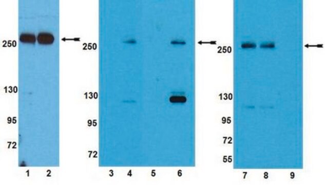 Anti-Phospho-mTOR(Thr2446)-Antikörper Upstate&#174;, from rabbit