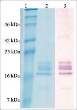 BAFF active human Animal-component free, recombinant, expressed in Nicotiana, &gt;97% (SDS-PAGE)