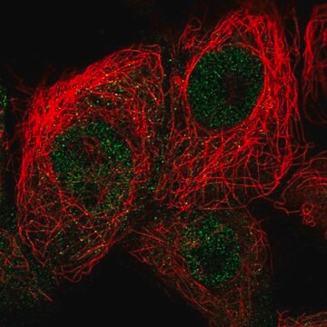 Anti-CDKN2D antibody produced in rabbit Prestige Antibodies&#174; Powered by Atlas Antibodies, affinity isolated antibody