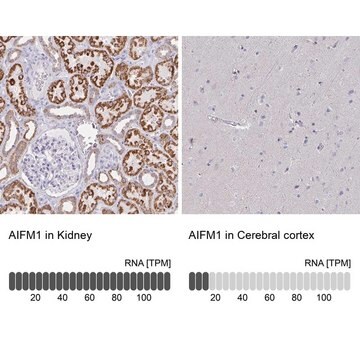 Anti-AIFM1 antibody produced in rabbit Prestige Antibodies&#174; Powered by Atlas Antibodies, affinity isolated antibody, buffered aqueous glycerol solution