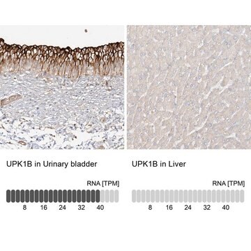 抗-UPK1B 兔抗 Prestige Antibodies&#174; Powered by Atlas Antibodies, affinity isolated antibody, buffered aqueous glycerol solution