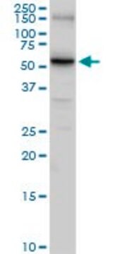 Anti-SLC14A1 antibody produced in rabbit purified immunoglobulin, buffered aqueous solution