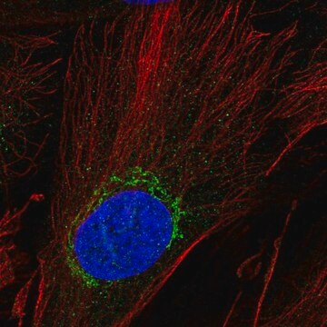 Anti-ADAMTSL5 antibody produced in rabbit Prestige Antibodies&#174; Powered by Atlas Antibodies, affinity isolated antibody, buffered aqueous glycerol solution