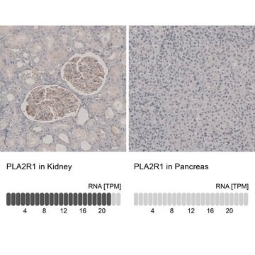 抗-PLA2R1 兔抗 Prestige Antibodies&#174; Powered by Atlas Antibodies, affinity isolated antibody, buffered aqueous glycerol solution