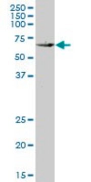 Monoclonal Anti-KLF10 antibody produced in mouse clone 2E7, purified immunoglobulin, buffered aqueous solution