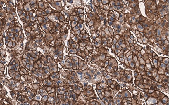 抗MDR1抗体 クローン1O12 ZooMAb&#174;ウサギモノクローナル recombinant, expressed in HEK 293 cells