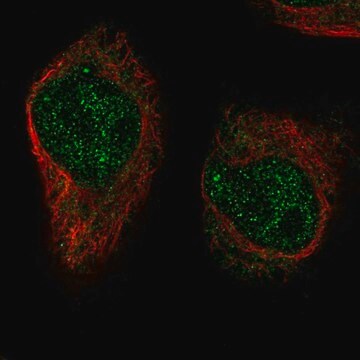 Anti-XRCC3 antibody produced in rabbit Prestige Antibodies&#174; Powered by Atlas Antibodies, affinity isolated antibody