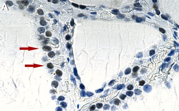 Anti-HES-1 Antibody, clone 2J12 ZooMAb&#174; Rabbit Monoclonal recombinant, expressed in HEK 293 cells