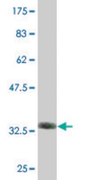 Monoclonal Anti-ZNF79 antibody produced in mouse clone 3D12, purified immunoglobulin, buffered aqueous solution