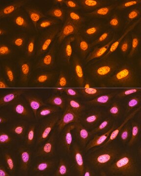 Anti-FUBP1 Antibody, clone 1G6X5, Rabbit Monoclonal