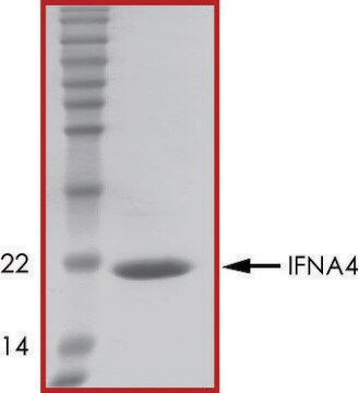 IFNA4 recombinant