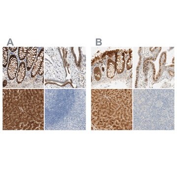 Anti-SELENBP1 antibody produced in rabbit Prestige Antibodies&#174; Powered by Atlas Antibodies, affinity isolated antibody, buffered aqueous glycerol solution, Ab2