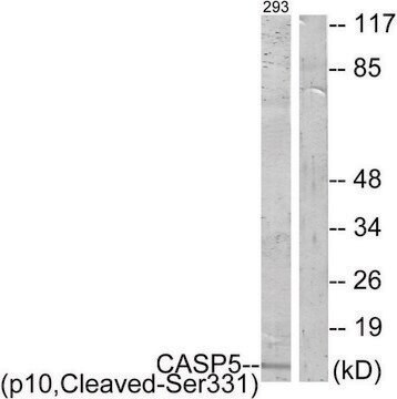 Anti-CASP5 (p10, Cleaved-Ser331) antibody produced in rabbit affinity isolated antibody