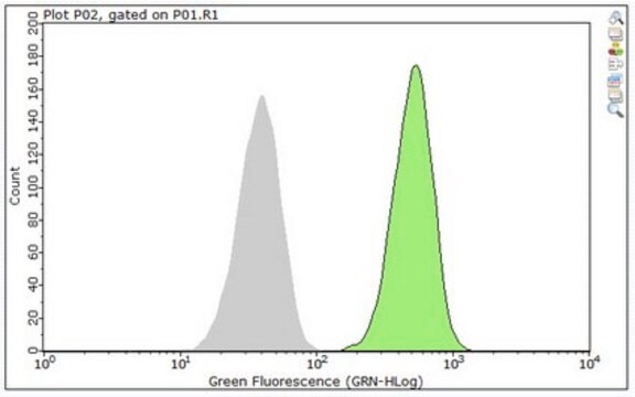 Anti-Actin Antibody, Alexa Fluor&#8482; 488 Conjugate from rabbit, ALEXA FLUOR&#8482; 488