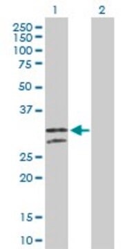 Anti-NUDT6 antibody produced in rabbit purified immunoglobulin, buffered aqueous solution