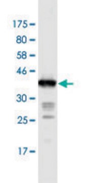 Monoclonal Anti-IL31RA antibody produced in mouse clone 3C9, purified immunoglobulin, buffered aqueous solution