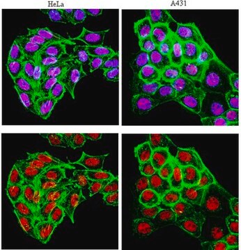 Anti-RAR&#945; Antibody, clone 9&#945;-9A6 ascites fluid, clone 9&#945;-9A6, from mouse