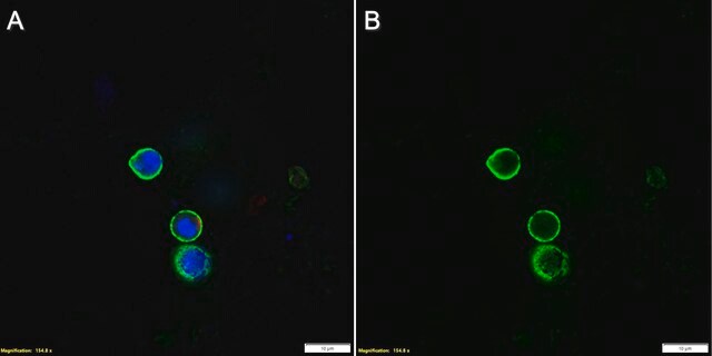 Przeciwciało anty-LAG3, klon 4-10-C9 10889 mysie monoklonalne recombinant, expressed in HEK 293 cells