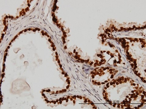 Monoclonal Anti-FOXA1 antibody produced in mouse clone 2D7, purified immunoglobulin, buffered aqueous solution