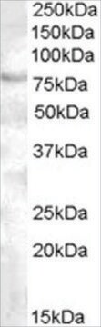 Anti-FOXP2, C-Terminal antibody produced in goat affinity isolated antibody, buffered aqueous solution