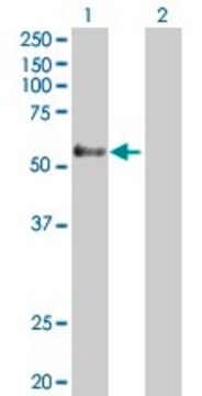 Anti-GPR56 antibody produced in rabbit purified immunoglobulin, buffered aqueous solution