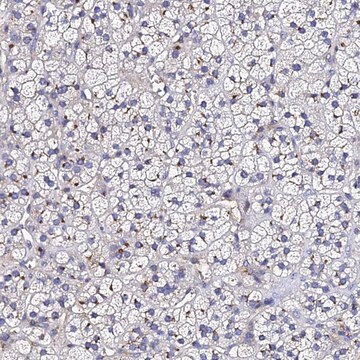 Anti-ADAMTSL2 antibody produced in rabbit Prestige Antibodies&#174; Powered by Atlas Antibodies, affinity isolated antibody, buffered aqueous glycerol solution