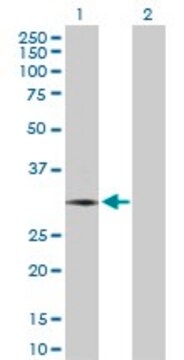 Anti-NEUROG3 antibody produced in rabbit purified immunoglobulin, buffered aqueous solution