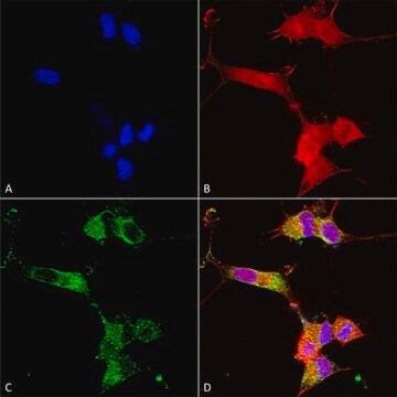 Monoclonal Anti-Mglur1/5 - Rpe antibody produced in mouse clone S75-33, purified immunoglobulin