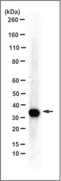 Przeciwciało anty-PL Scramblase 3, klon 3B4 clone 3B4, from mouse