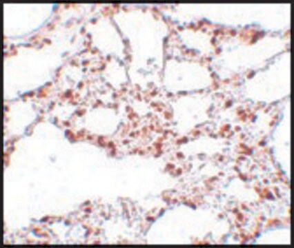 抗ZSCAN4抗体 ウサギ宿主抗体 affinity isolated antibody, buffered aqueous solution