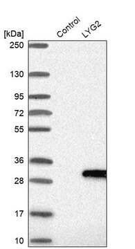 Anti-LYG2 antibody produced in rabbit Prestige Antibodies&#174; Powered by Atlas Antibodies, affinity isolated antibody, buffered aqueous glycerol solution