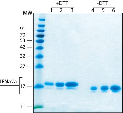 インターフェロンα 2A ヒト recombinant, expressed in HEK 293 cells, &#8805;98% (SDS-PAGE), lyophilized powder