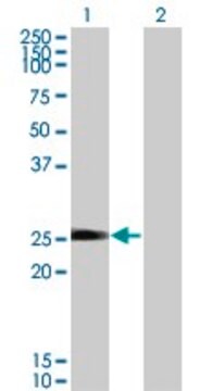 Monoclonal Anti-TXNL6 antibody produced in mouse clone 7H3, purified immunoglobulin, buffered aqueous solution