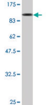 Monoclonal Anti-LSM16 antibody produced in mouse clone 4E3-3A4, ascites fluid