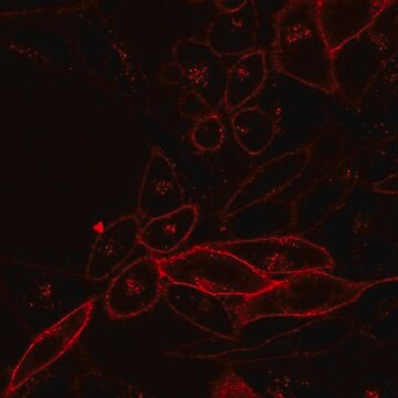 BioTracker&nbsp;NIR790 Zytoplasmamembran-Farbstoff Live cell imaging lipophilic carbocyanine membrane dye suitable for long-term fluorescent cell labeling and cell tracking studies.