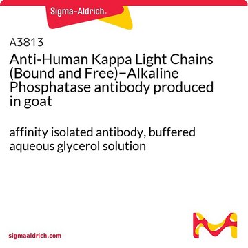 抗ヒト&#954;L鎖(結合型・遊離型)抗体-アルカリホスファターゼ標識 ヤギ宿主抗体 affinity isolated antibody, buffered aqueous glycerol solution