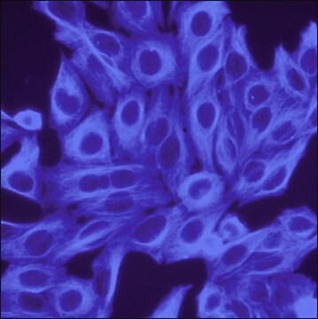 Anti-Rat IgG (H+L), highly crossed-adsorbed, CF&#8482;350 antibody produced in donkey ~2&#160;mg/mL, affinity isolated antibody, buffered aqueous solution