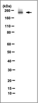 Anti-Mi-2&#946; Antibody, clone 2G8 clone 2G8, from mouse