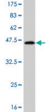 Monoclonal Anti-TTF2 antibody produced in mouse clone 3D11, purified immunoglobulin, buffered aqueous solution