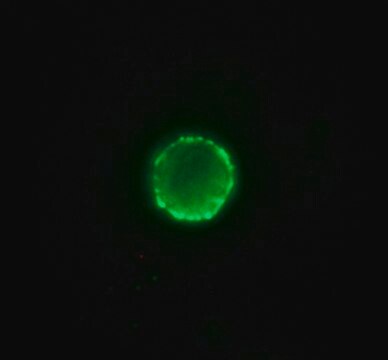 抗-猪 IgG（全分子）&#8722;异硫氰酸荧光素 兔抗 affinity isolated antibody, buffered aqueous solution