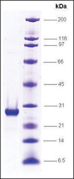 RNA Polymerase II, RPB10 subunit, GST tagged human recombinant, expressed in E. coli, &#8805;85% (SDS-PAGE)