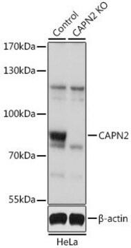 Anti-CAPN2 antibody produced in rabbit