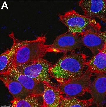 Anti-PIEZO2 Antibody, clone 1H10 ZooMAb&#174; Rabbit Monoclonal recombinant, expressed in HEK 293 cells