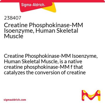 Izoenzym fosfokinazy kreatynowej-MM, ludzki mięsień szkieletowy Creatine Phosphokinase-MM Isoenzyme, Human Skeletal Muscle, is a native creatine phosphokinase-MM f that catalyzes the conversion of creatine and ATP to phosphocreatine and ADP.